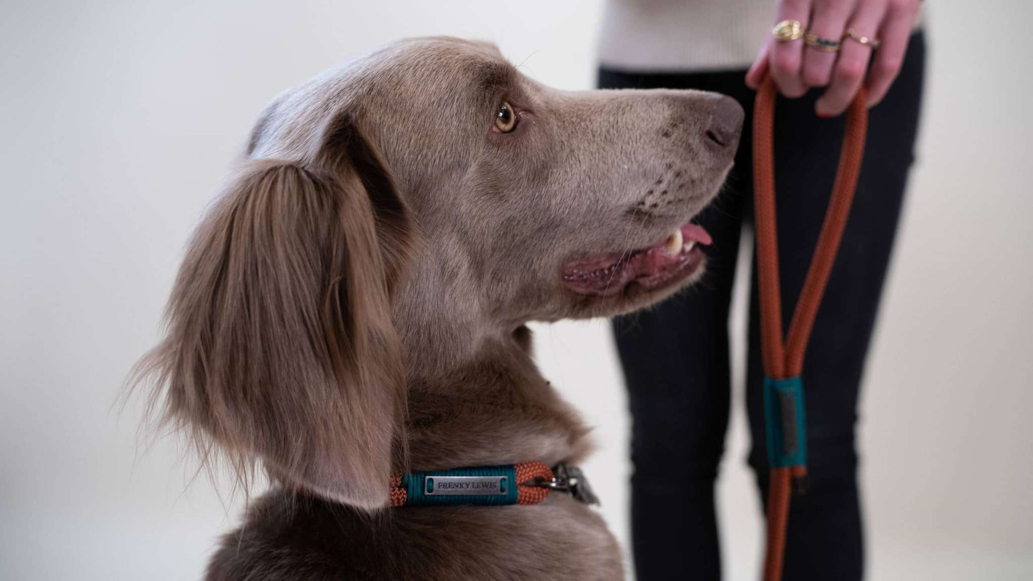 Exklusivt hundkoppel