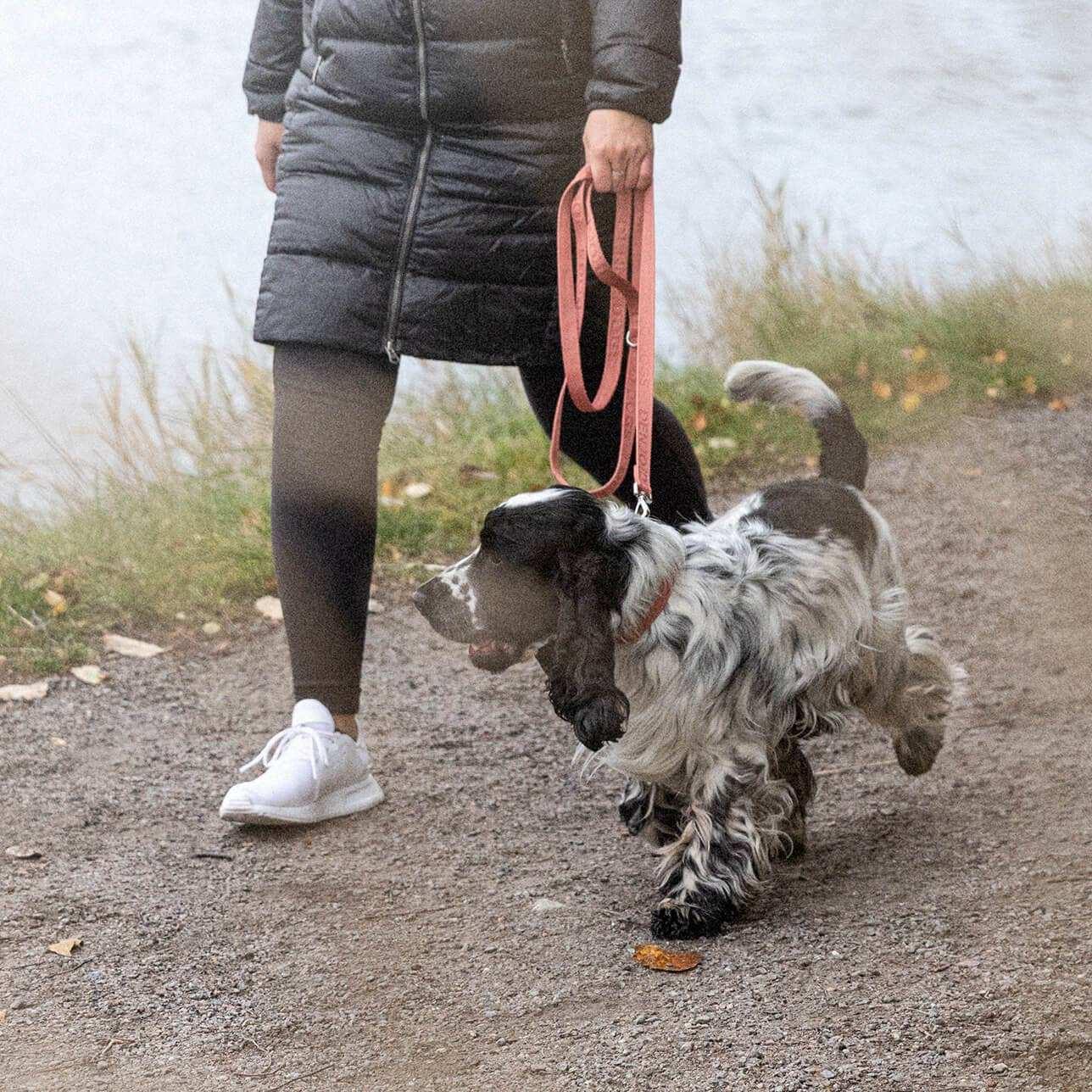 Denjo Dogs Hundhalsband Ljusröd