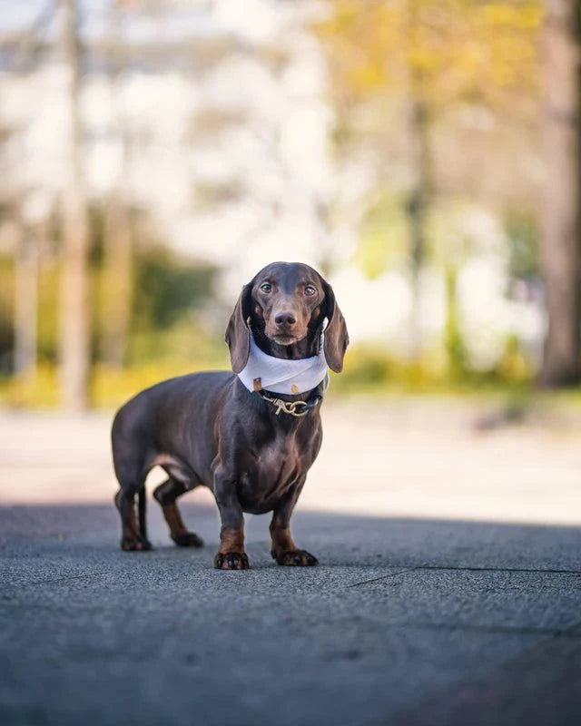 Scarf för hundar