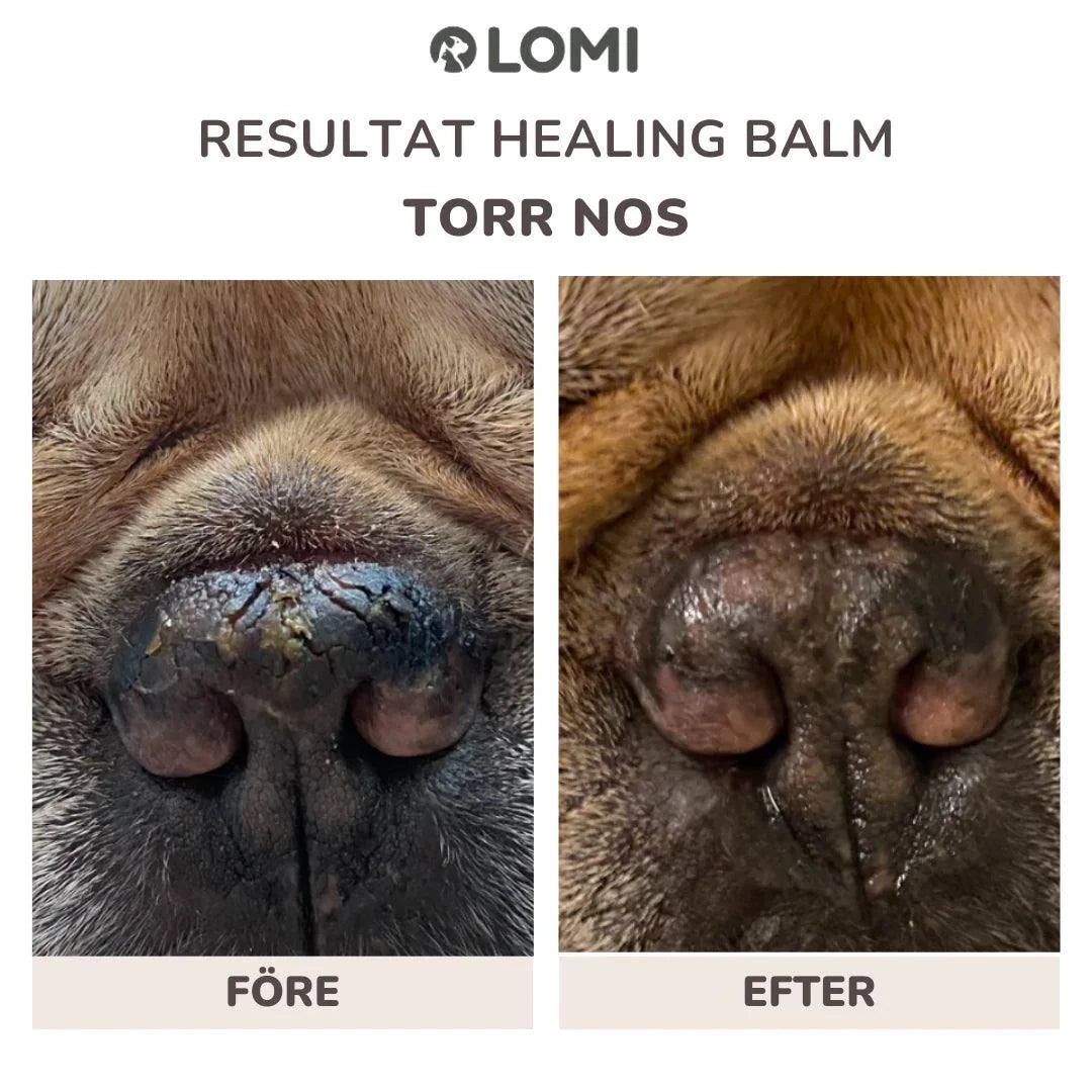 LOMI Tassalva för hund och katt av naturliga ingredienser, 60ml