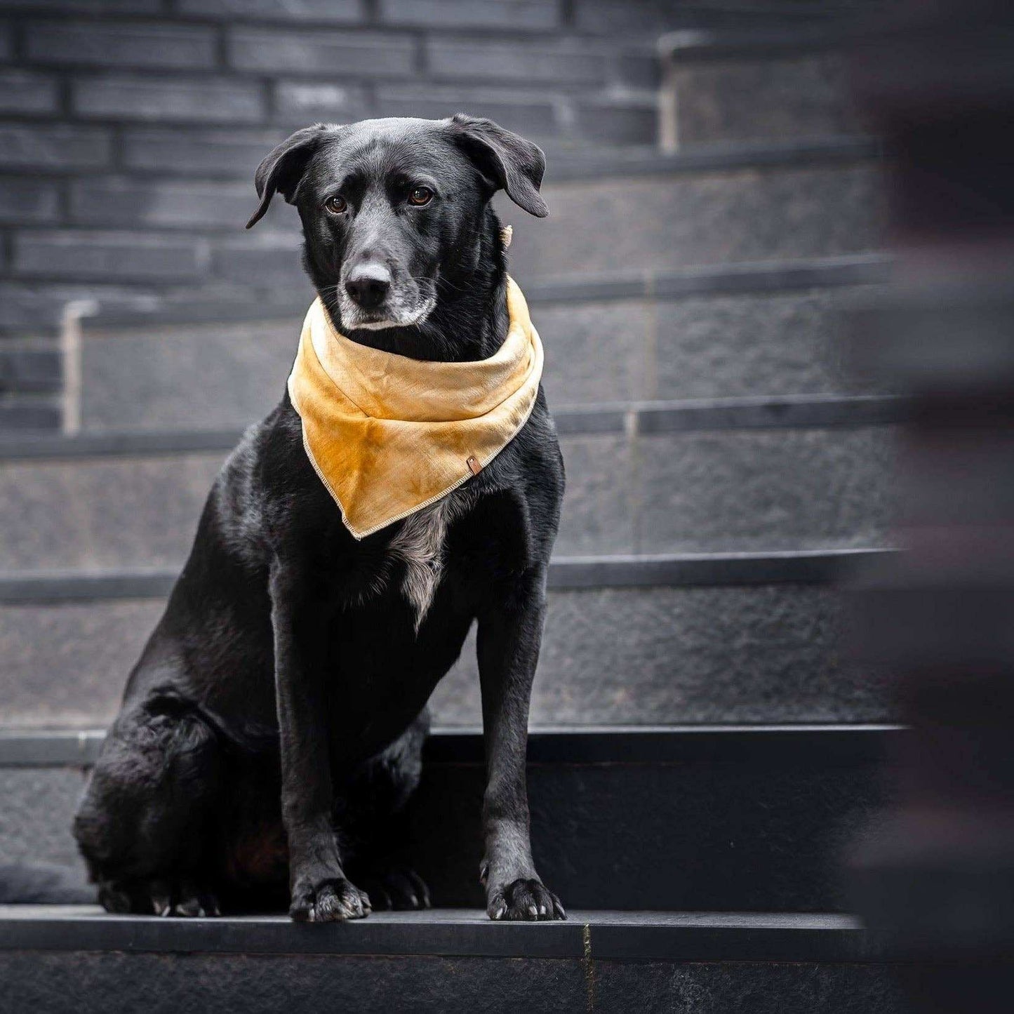 Senapsgul halsduk för din hund