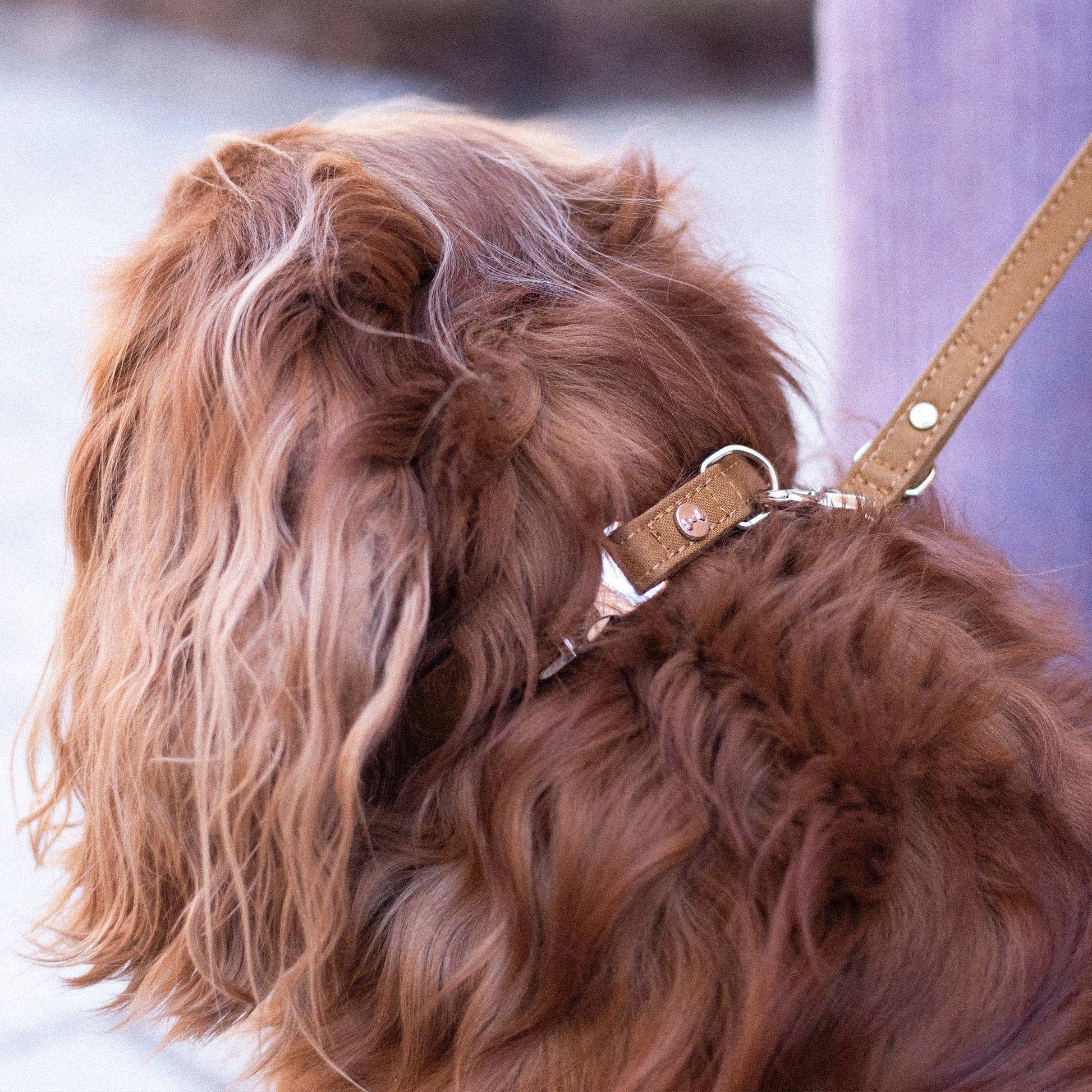 Hundhalsband stilren design