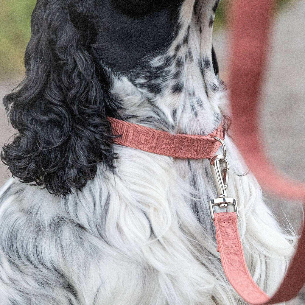Denjo Dogs Hundhalsband Pale Red